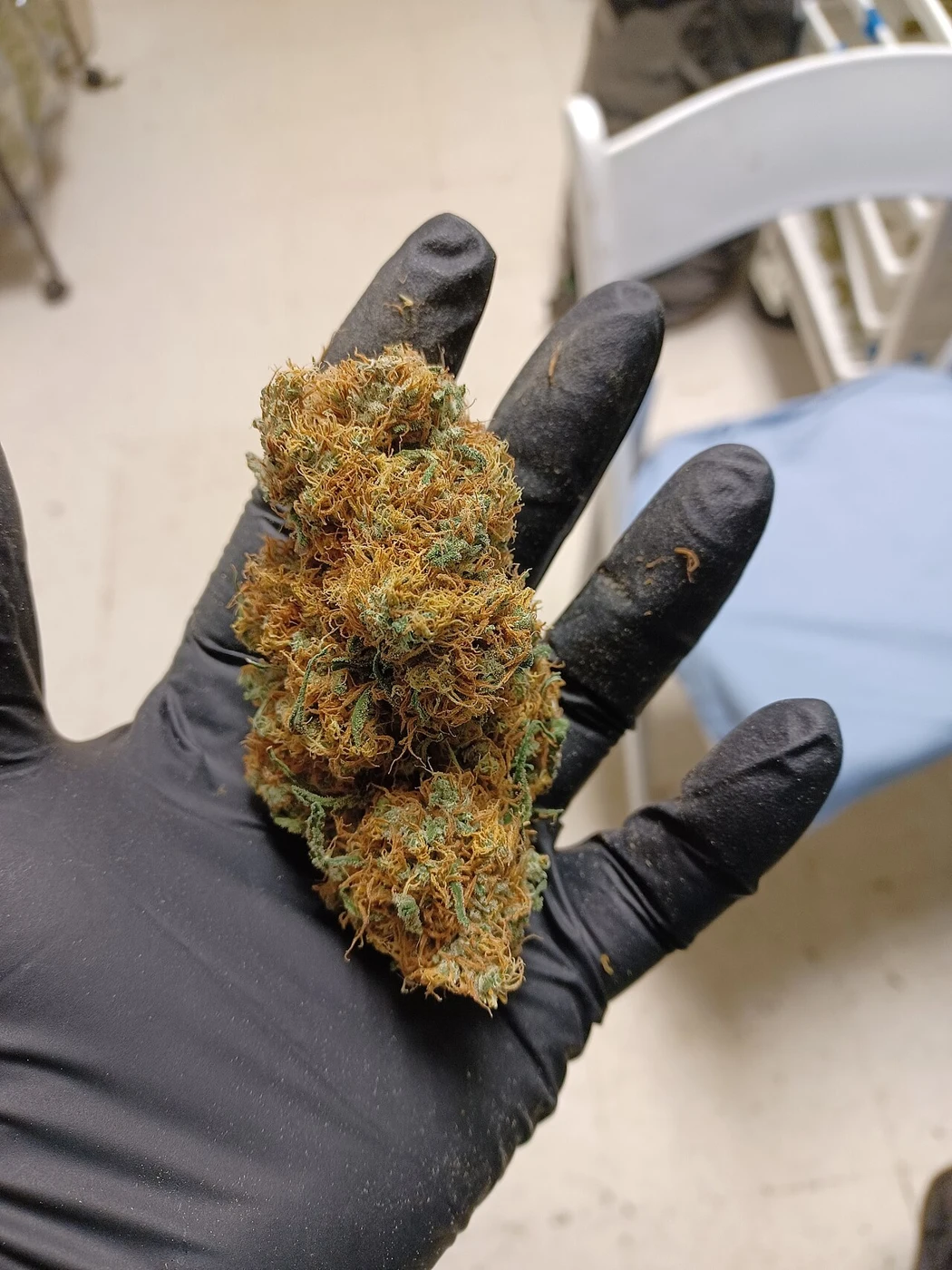 Representative real cannabis flower photo for Bog Banner