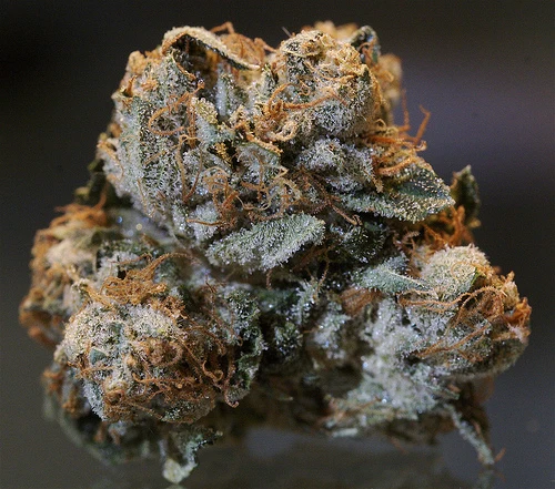 Representative real cannabis flower photo for Blackwater Biscotti