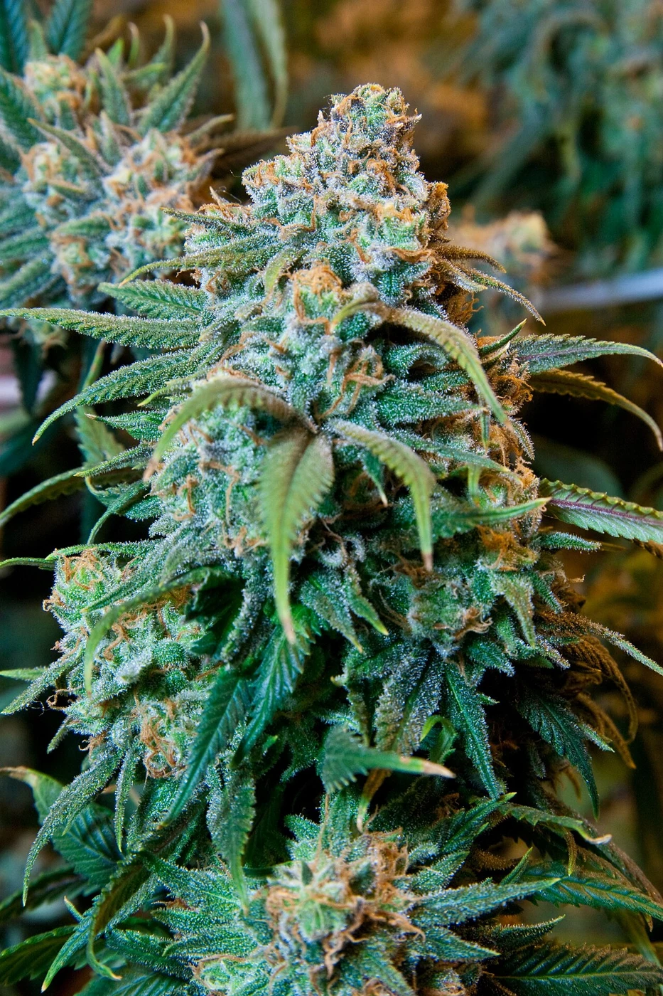Representative real cannabis flower photo for Aurora Bog