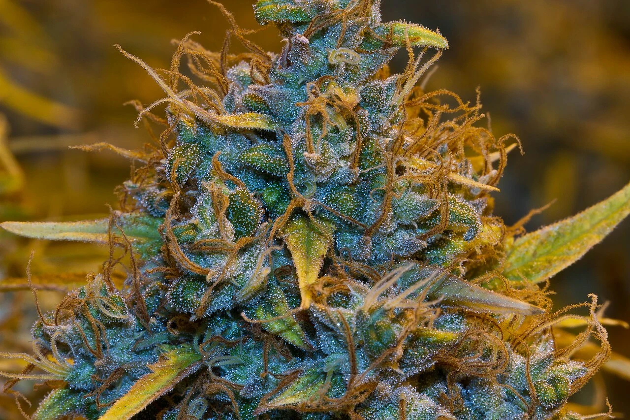 Representative real cannabis flower photo for Biolume Berry