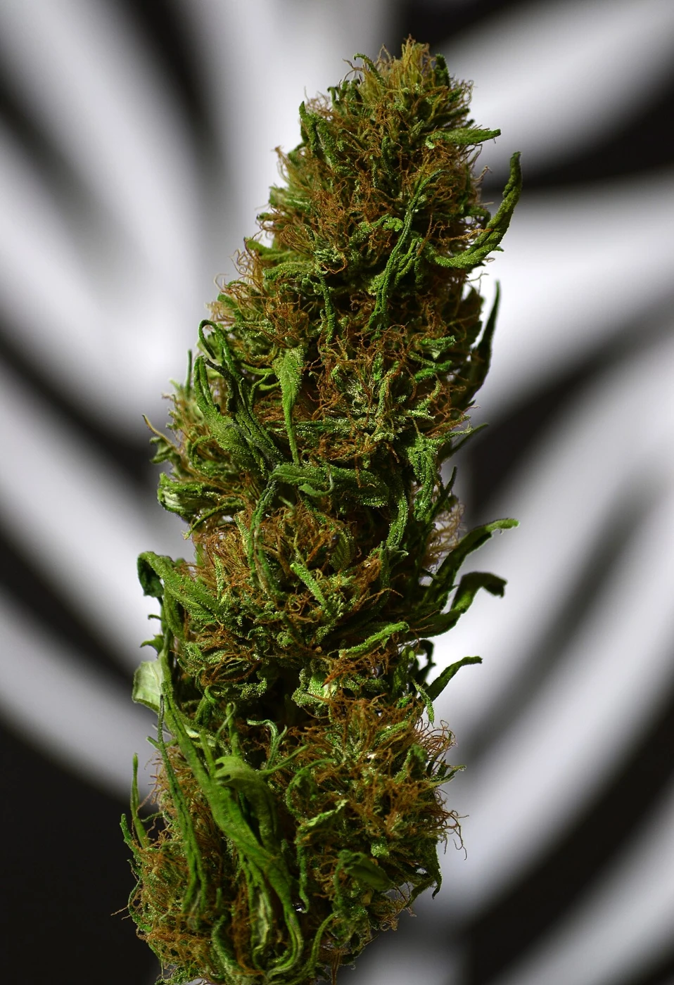 Representative real cannabis flower photo for Bonfire