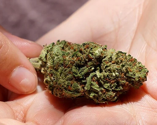 Representative real cannabis flower photo for Bayou Phoenix
