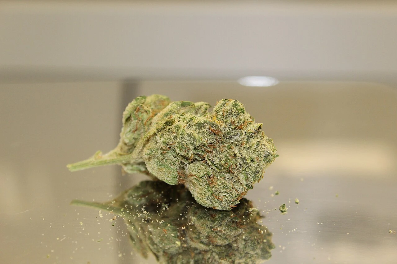 Close-up photograph of real cannabis flower